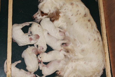 Les bébés sont là.....